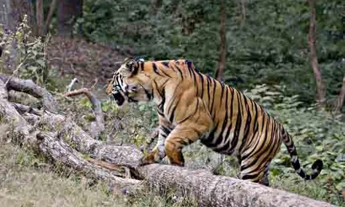 Buxa Tiger Reserve