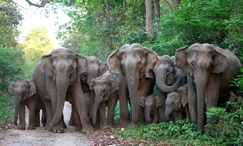 Chapramari Wildlife Sanctuary
