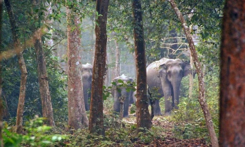 Chilapata Forest