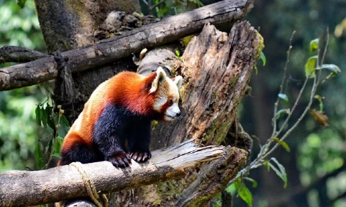 Padmaja Naidu Himalayan Zoological Park