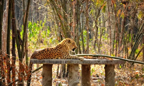 Gorumara National Park