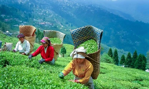 Happy Valley Tea Estate