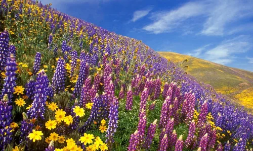 Yumthang Valley - The Valley of Flowers